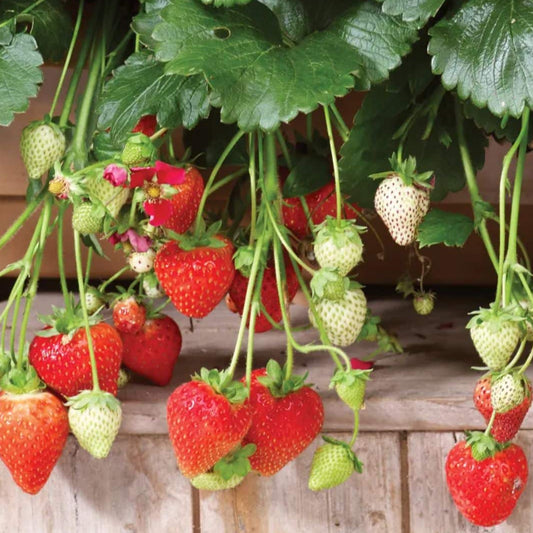 Strawberry 'Summer Breeze Snow' - Ladybird Nursery