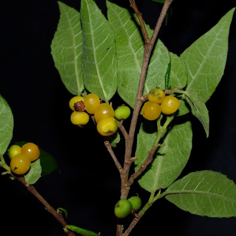 Whalebone Tree (Streblus brunonianus) - Ladybird Nursery