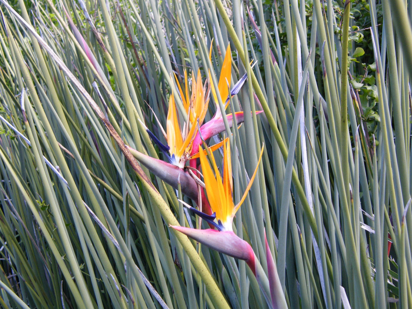 Bird of Paradise var. juncea (Strelitzia parvifolia)