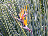 Bird of Paradise var. juncea (Strelitzia parvifolia)