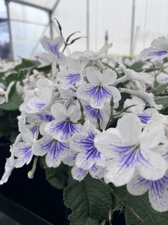 Streptocarpus Ladyslippers White Ice - Ladybird Nursery