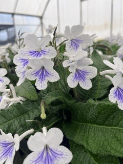 Streptocarpus Ladyslippers White Ice - Ladybird Nursery