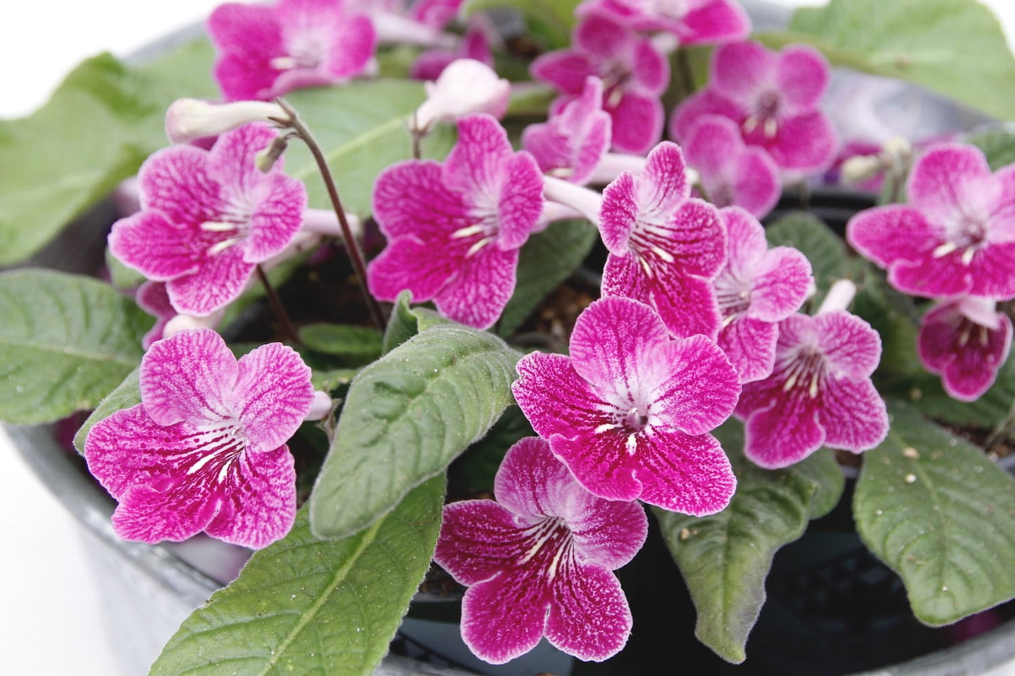 Cape Primrose Ladyslippers Strawberry Ice (Streptocarpus)