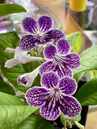 Cape Primrose Ladyslipper ‘Grape Ice’ (Streptocarpus) - Ladybird Nursery