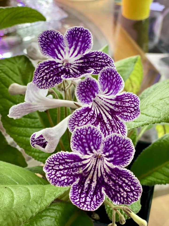 Cape Primrose Ladyslipper ‘Grape Ice’ (Streptocarpus) - Ladybird Nursery