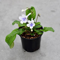 Cape Primrose Ladyslippers 'White Ice' (Streptocarpus) - Ladybird Nursery