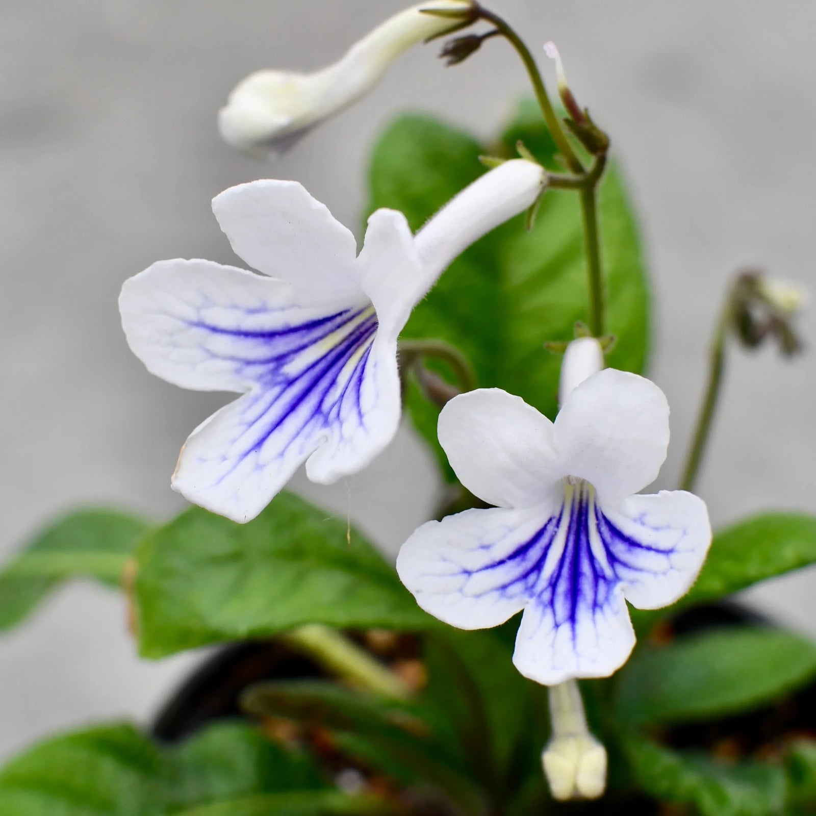 Cape Primrose Ladyslippers 'White Ice' (Streptocarpus) - Ladybird Nursery