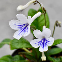 Cape Primrose Ladyslippers 'White Ice' (Streptocarpus) - Ladybird Nursery