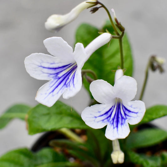 Cape Primrose Ladyslippers 'White Ice' (Streptocarpus) - Ladybird Nursery