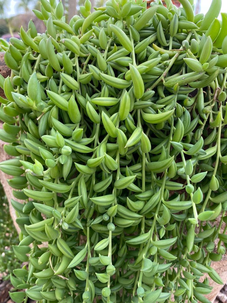String of Bananas (Senecio radicans)