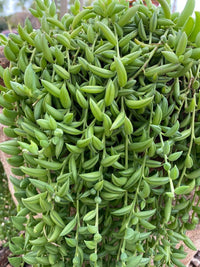 String of Bananas (Senecio radicans) - Ladybird Nursery
