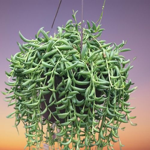 String of Bananas (Senecio radicans)