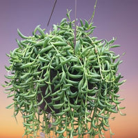 String of Bananas (Senecio radicans)