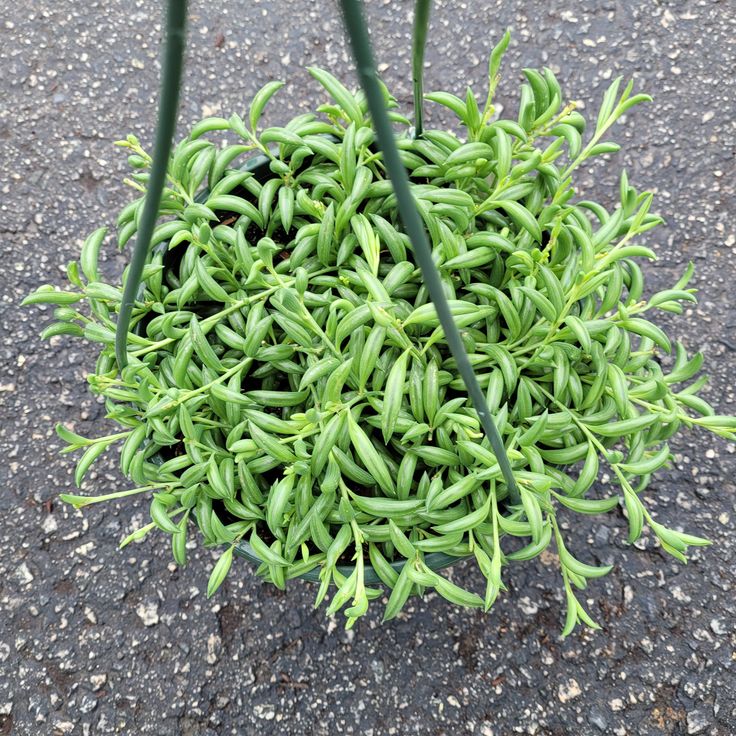 String of Bananas (Senecio radicans)