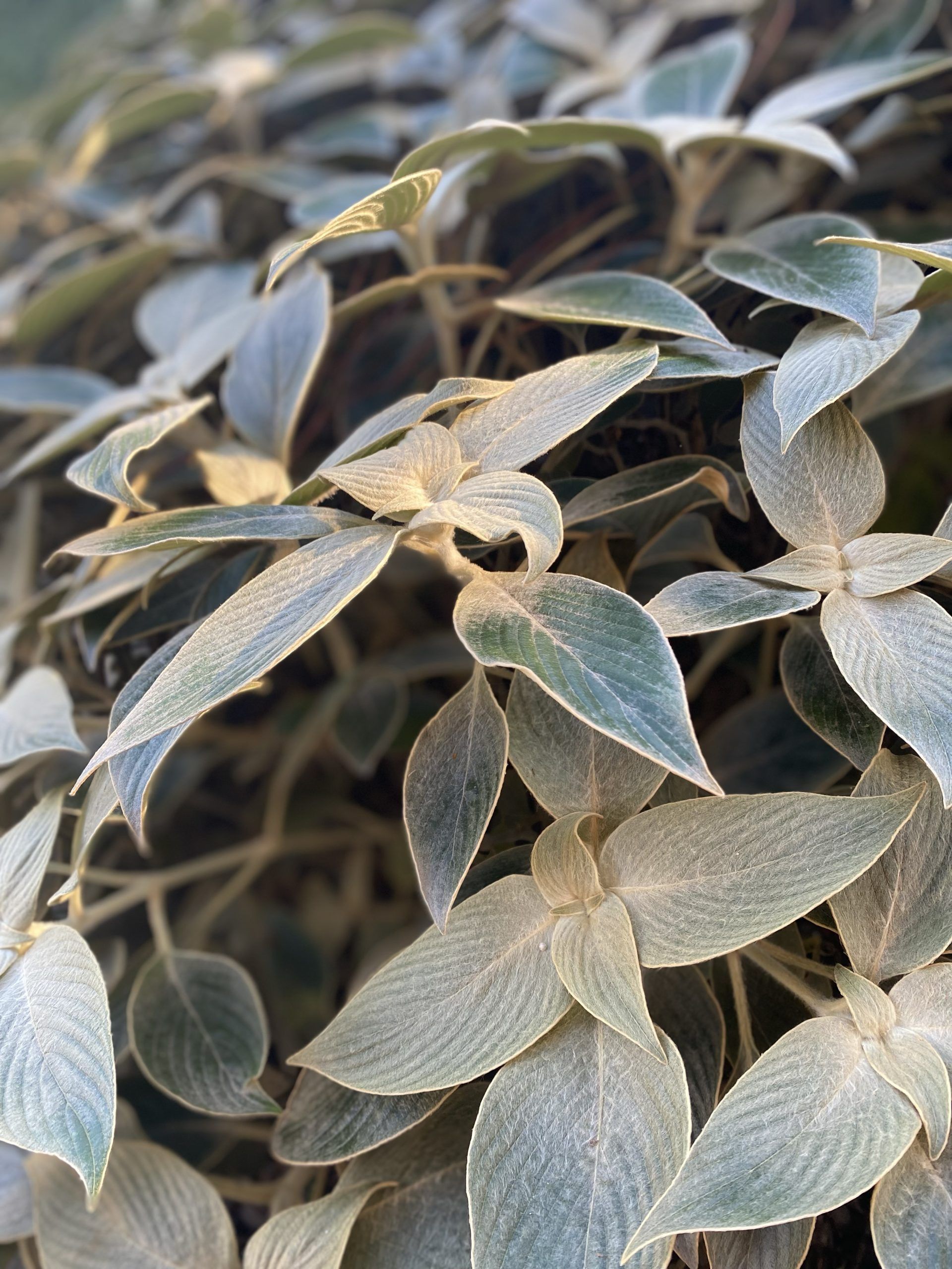 Velvet Shield (Strobilanthes gossypinus)