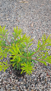 Dwarf Banksia 'Stumpy Gold' (Banksia spinulosa) - Ladybird Nursery