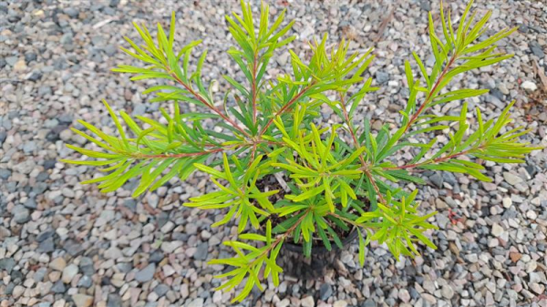 Dwarf Banksia 'Stumpy Gold' (Banksia spinulosa) - Ladybird Nursery
