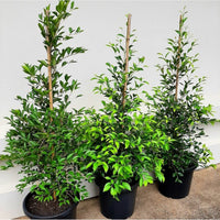 Lilly Pilly SUBLIME™ (Acmena smithii) - Ladybird Nursery