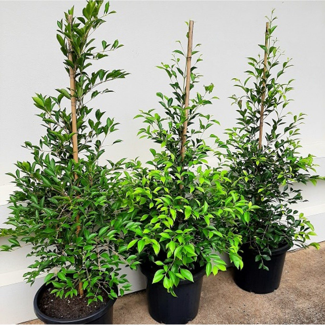 Lilly Pilly SUBLIME™ (Acmena smithii) - Ladybird Nursery