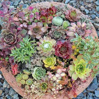 Hens and Chicks (Echeveria Zorro)