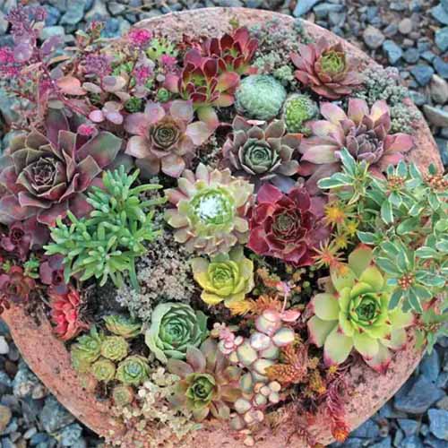 Hens and Chicks (Echeveria Zorro) - Ladybird Nursery
