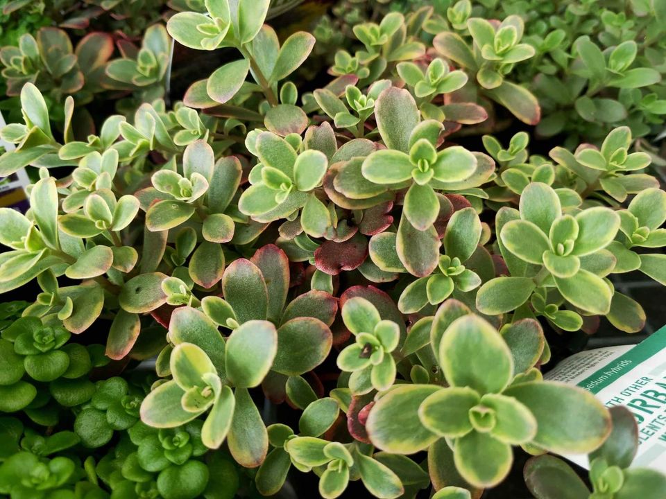 Succulent groundcover - Ladybird Nursery