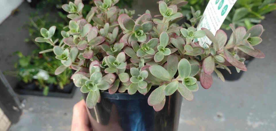 Succulent groundcover - Ladybird Nursery