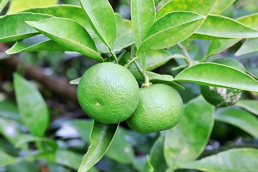 Japanese Sudachi Lime (QLD only)