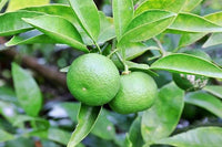 Japanese Sudachi Lime (QLD only)