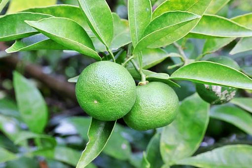 Japanese Sudachi Lime (QLD only) - Ladybird Nursery