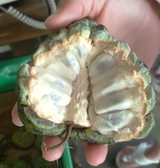 Dwarf Custard Apple "Sugar Apple"