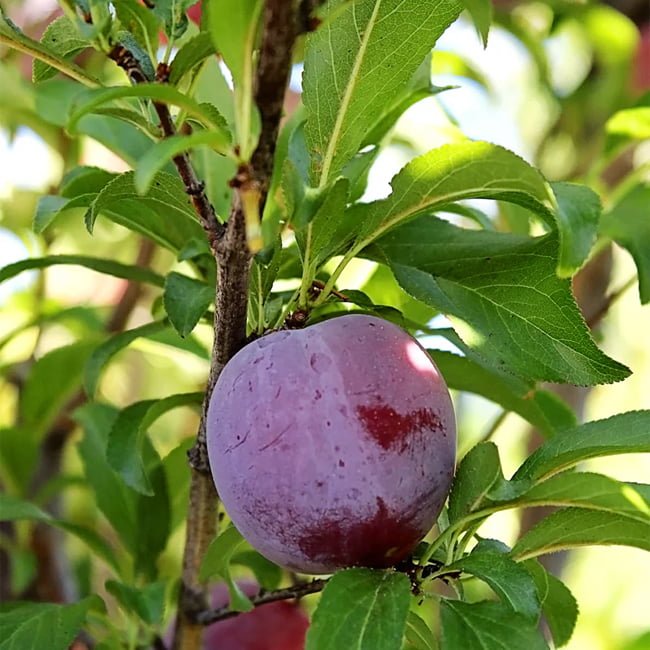 Sugar N Spice Nectarine x Plum - Ladybird Nursery