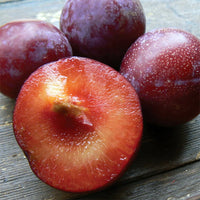 Sugar N Spice Nectarine x Plum