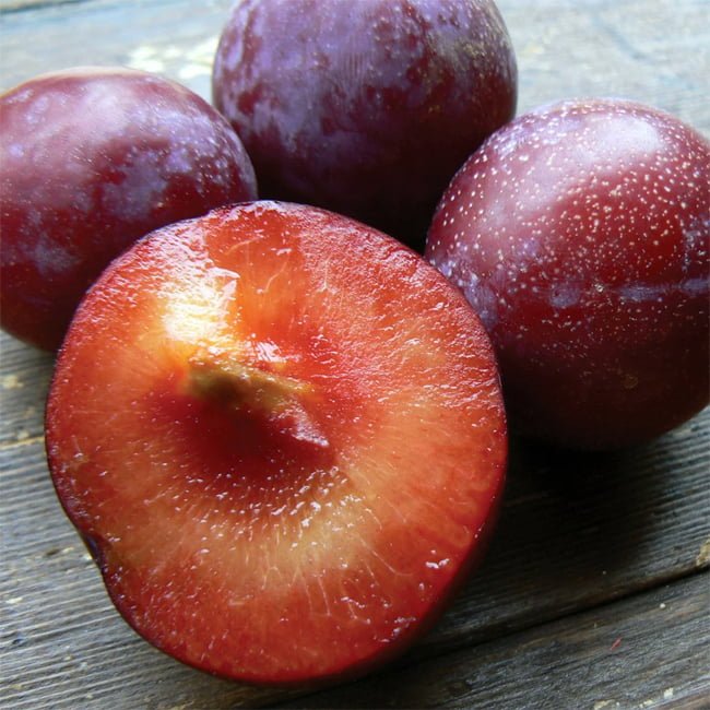 Sugar N Spice Nectarine x Plum - Ladybird Nursery