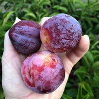 Sugar N Spice Nectarine x Plum - Ladybird Nursery