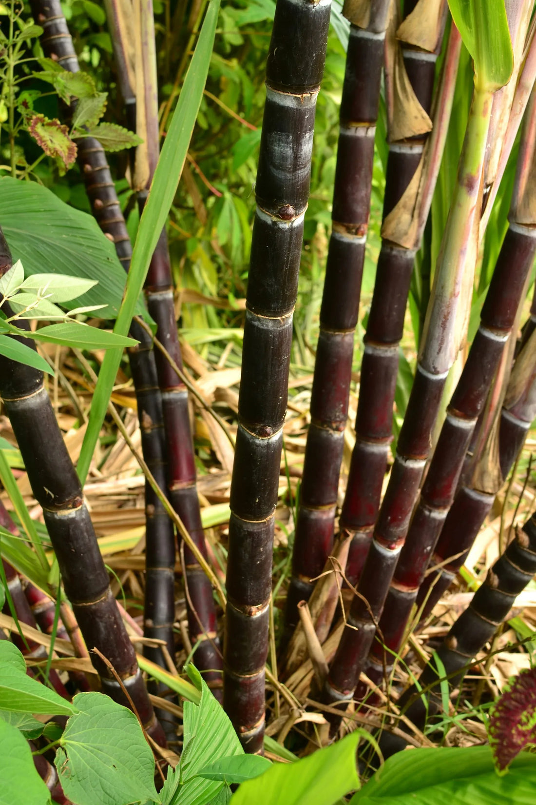 Black Sugarcane burgundy (QLD ONLY) - Ladybird Nursery