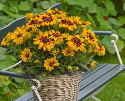 Rudbeckia Sunbeckia Black - eyed Susan Paulina - Ladybird Nursery