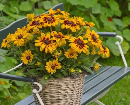 Rudbeckia Sunbeckia Black-eyed Susan Paulina