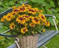 Rudbeckia Sunbeckia Black - eyed Susan Paulina - Ladybird Nursery