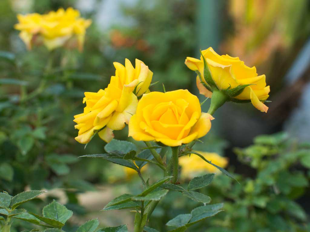 Rose Jewel Miniature Yellow (Rosa)