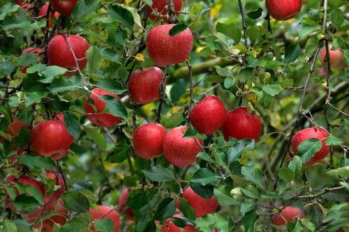 Super Dwarf Apple 'Sundowner' (BARE ROOT)