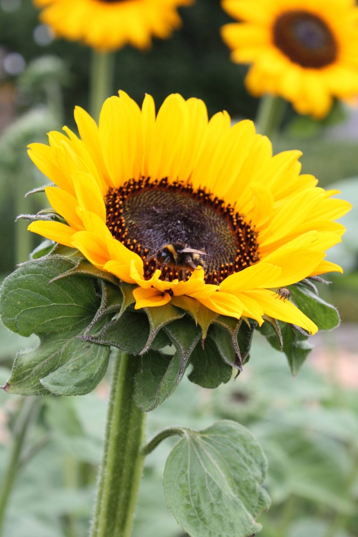 Sunflower 'Helianthus' - Ladybird Nursery