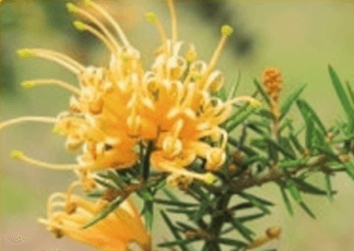 Grevillea x. rhyolitica Sunkissed (Grevillea juniperina) - Ladybird Nursery