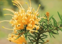 Grevillea x. rhyolitica Sunkissed (Grevillea juniperina)