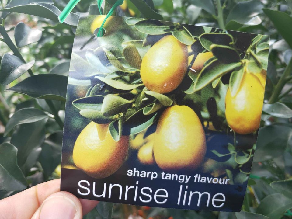 Sunrise Lime (QLD Only) - Ladybird Nursery