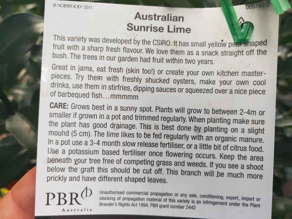 Sunrise Lime (QLD Only) - Ladybird Nursery