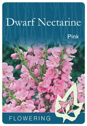 Super Dwarf Flowering Nectarine 'Pink'
