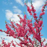 Super Dwarf Flowering Peach 'Pink'