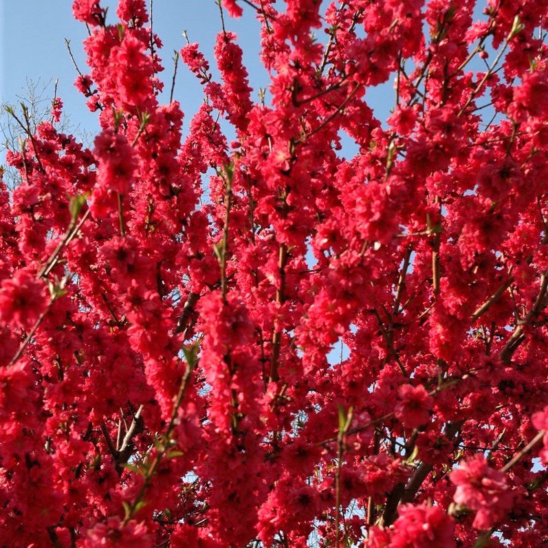 Super Dwarf Flowering Peach 'Red' - Ladybird Nursery