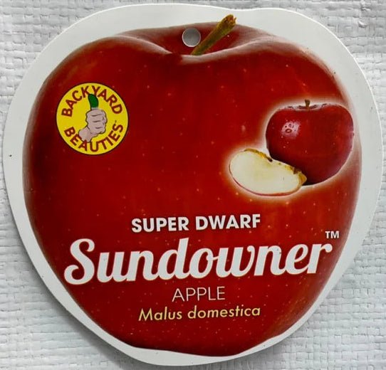 Super Dwarf Apple 'Sundowner' - Ladybird Nursery